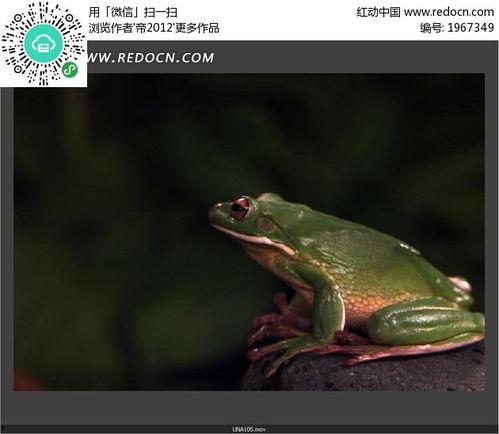 国产青蛙视频在线播放,在线观看的生态魅力之旅