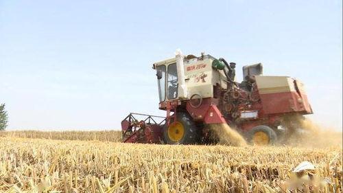 国产太子参收割视频,见证丰收的喜悦瞬间