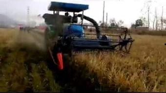 国产太子参收割视频,见证丰收的喜悦瞬间