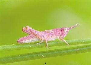 国产电影蚂蚱咬人视频,惊悚瞬间，揭秘神秘生物之谜  第2张