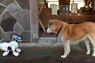 国产机器狗打架视频大全,精彩打架视频大盘点  第3张